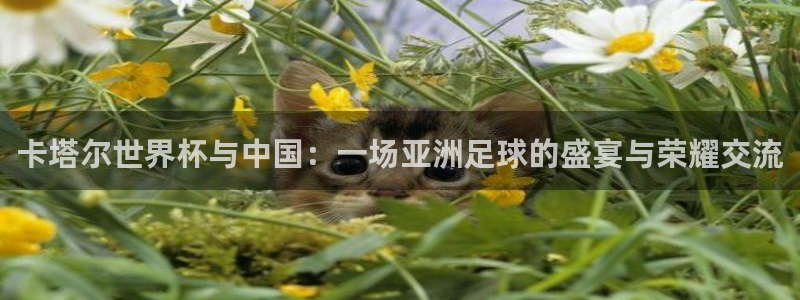 卡塔尔世界杯与中国：一场亚洲足球的盛